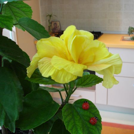 Hibiscus galben (Mihaela)